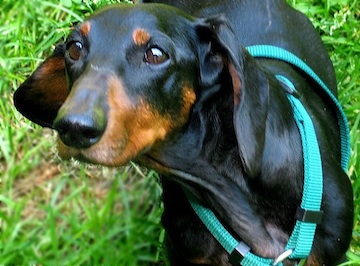 a black and brown dachshund looks at you from a green yard